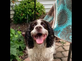 Gio just went swimming in a doggy pool.