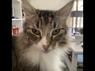 Sigyn is almost 14. She is a bit shy at first but loves attention once she knows you.