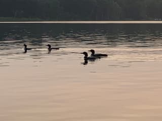 Loons on the lake