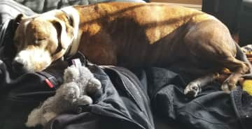 Joy is sleeping in the sunlight, on the couch with her bunny.