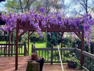 Backyard/Garden/Porch