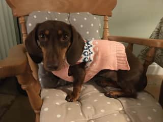 Daffy is proud of her Christmas jumper, even if it is a little short for her