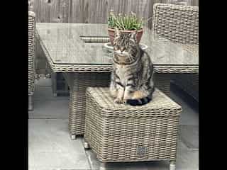 Sunbathing...