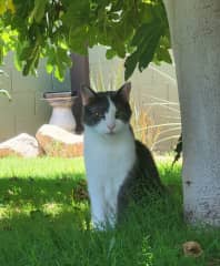 Walter under our fig tree