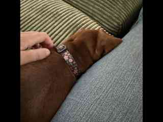 Sibby lou sleeping on my lap