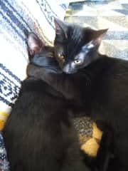 Ripley and Blue used to hug and snuggle eachh other when they were kittens - sibling love!