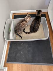 "We do everything together". 
This is Luca in action. It is morning and Kiko went into the box so he Luca did too. When I go to the box to clean it, he wants to join in. That's our Luca.