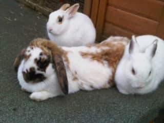 Our late bunnies...