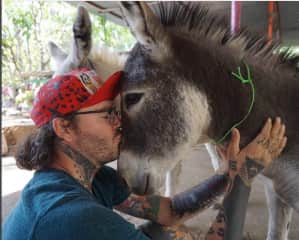 A rescue Donkey at Animal Aid India