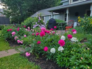 Flowers in bloom by the verandah in the summer