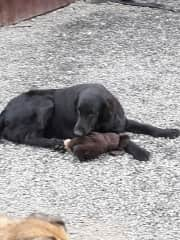 Angus with his doggy