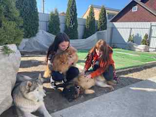 I are enjoying time with four wonderful dogs: two Pomeranians, a German Shepherd, and a Husky. Each has their unique personality, and we loved caring for them, giving each one the attention they needed.