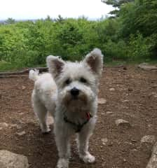 Hiking with Ziggy