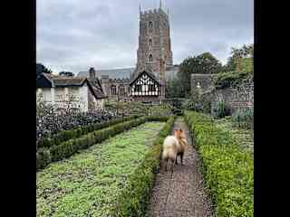 Jack in Dunster - always up for a pic, this good boi