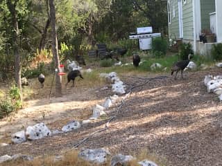 Wild Turkeys