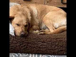 Crashes out after a good walk
