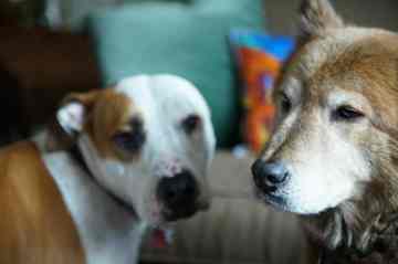 My two fur babies that passsed a few years ago. I love Pitties and all sorts of mutts.
