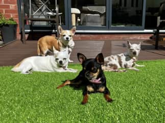 Suki, Lilly, Jess and Dotty enjoying the fine weather in their garden