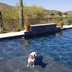 Boeffie loves the pool with our with out company.