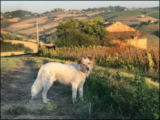 Beautiful walks in the Italian countryside.