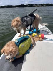 Paddling boarding in MA