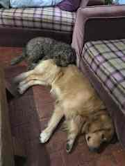 Snuggles (with snoring)