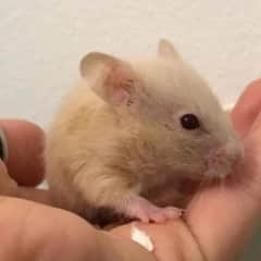 Digeo is our sweet hamster boy. He does not need anything during your stay except to get new water and feed. He lives in a big cage and it will be freshly cleaned once you arrive. He has a silent wheel and not a wire cage so he is not disturbing your zz..