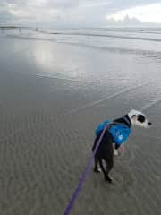 Millie at the beach