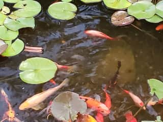 Our Koi friends.