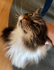 Sweet boy....loves to be brushed and petted