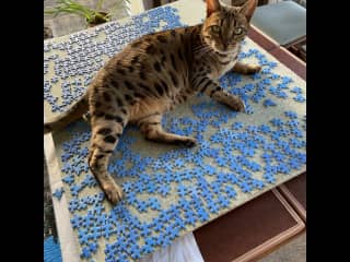 Me not the jigsaw