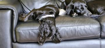 Upside down dog, laying with Jess.