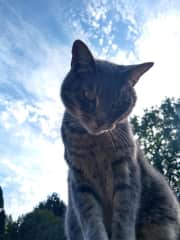 Smokey overseeing our work in the garden.