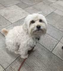 Betty is very easy going, loves running around and barking at other dogs, but listens very well when you call her, but also loves to run to other dogs without taking care of traffic  . Don&#8217;t let her run around in the street without a leach, only in