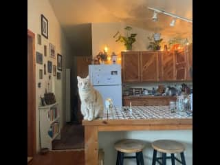 harvey in kitchen