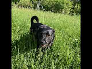 Mona: among the grass!