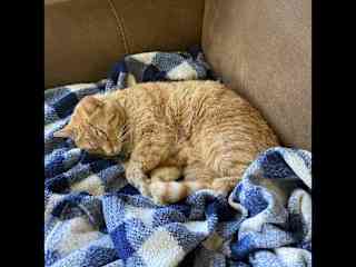 He also loves curling up for a good nap.