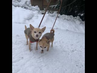 Pita (left) and Blinie (right) NOT enjoying snow in Switzerland