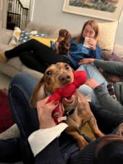 He loves collecting balls and bones. He’s very interested in toys - especially red ones, but tears them all up