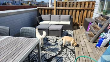 Rooftop deck! The dogs love being out here (just don't let them pee there!)