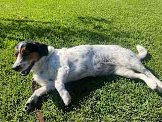 Pearls mom is a Bassett hound so she has the very long stumpy body and legs that turn out!