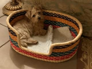 IN MY NEW BASKET