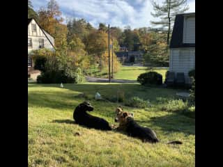 Hanging out in the backyard.