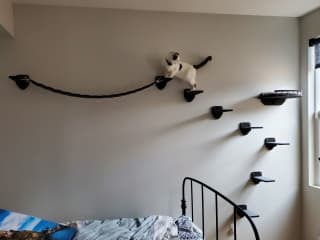 Macchia exploring the new multi-level kitty shelves in the second guest bedroom