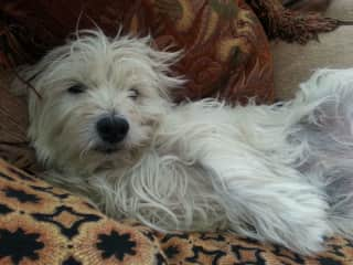 Westies are great at relaxing...