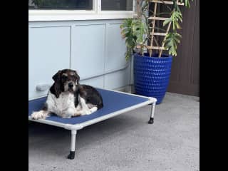 Fritz lounging on the back patio.