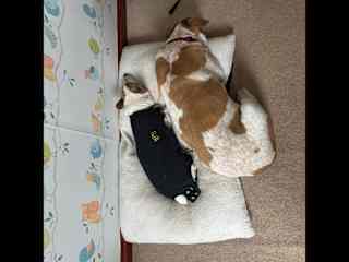 When Reilly had his spleen removed, Finn wouldn’t leave his side for 3 days!