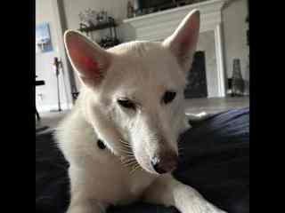 Roxy-Husky mix