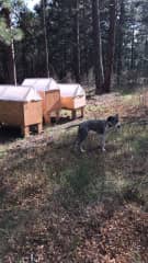 Garden boxes by the chicken coop