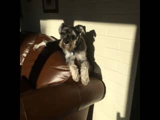 Stoffel thinks he is a distinguished gentleman.